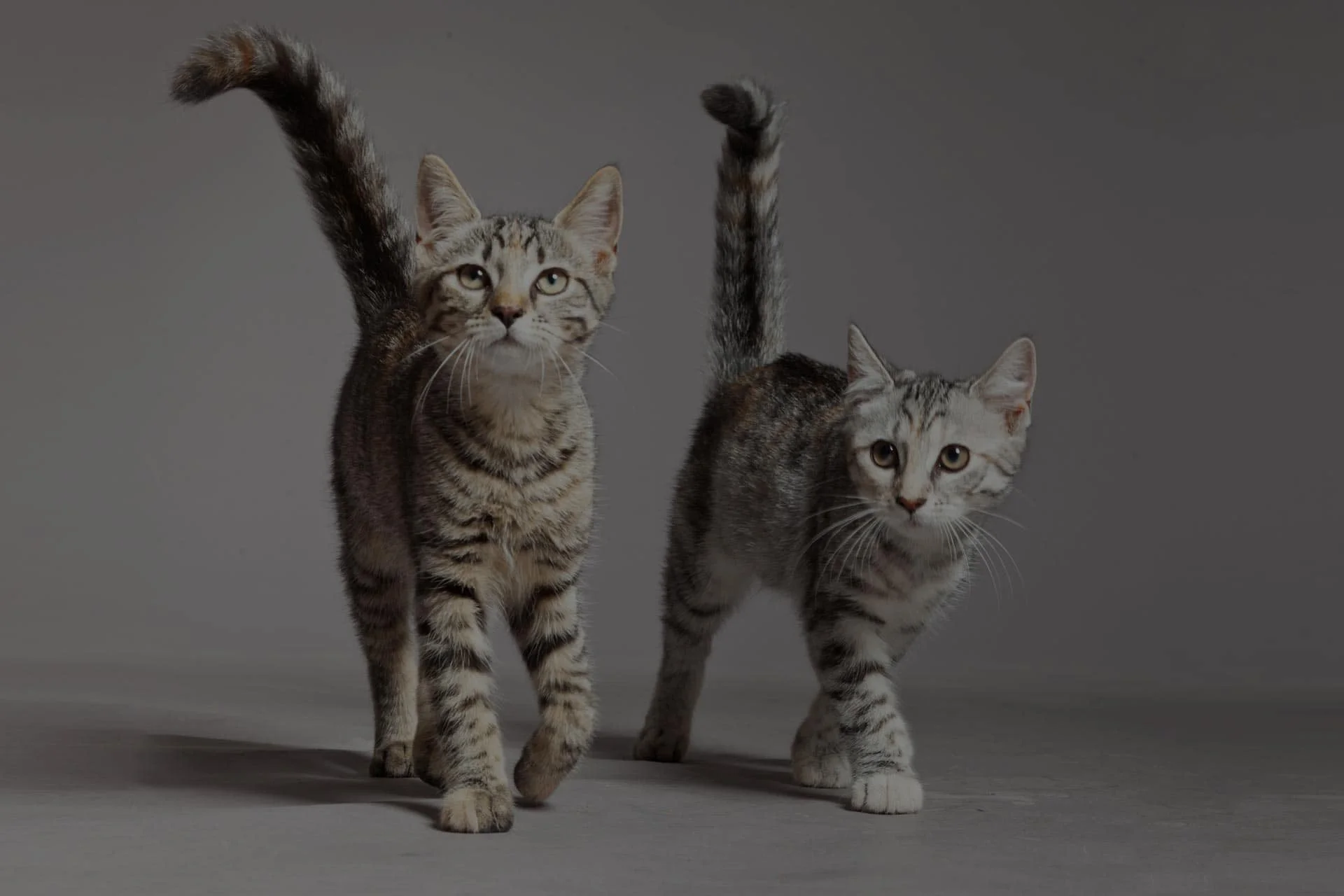 Two striped cats, one standing tall with tail up and the other crouched slightly, looking at the camera in a veterinarian's office with a grey background.